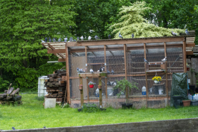Taubenstall